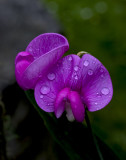DSCF5175.jpg