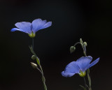 P1075994.jpg