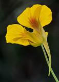 Nasturtium.jpg