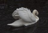 a wing and a prayer.jpg