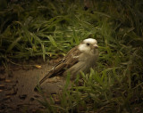 Partial Albino Sparrow.jpg
