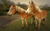 Young horses at play in meadow, Stud farm, Norfolk, UK