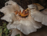 fungus on a tree trunk.jpg
