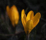 crocus.jpg