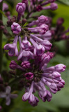 The Lavender is blooming again.jpg