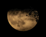 flower moon.jpg