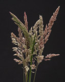 mixed grass.jpg