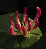 pre bloom.jpg