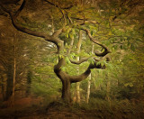 the haunted forest.jpg