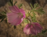 the last few blooms.jpg