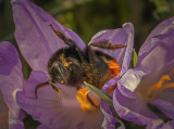 a the drunken Bee.jpg