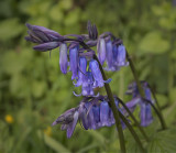 aa wild blubells.jpg