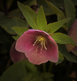 a flower on the side of the road.jpg