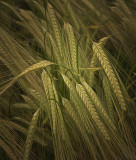 a the crop.jpg