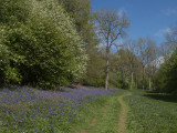 a blue bell walk.jpg