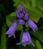 a bluebells.jpg
