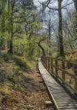 the forest walk..jpg