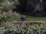 a 2nd blackbird.jpg