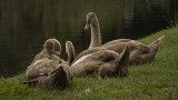 a cygnets.jpg