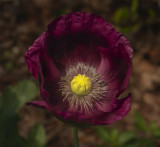 a firs purple poppy of this year..jpg