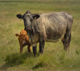 a mum with calf.jpg