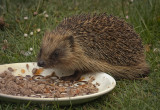 a hedgehog.jpg