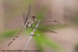 Band-Winged Dragonlet<br><i>Erythrodiplax umbrata</i>