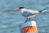 Royal Tern<br><i>Thalasseus maximus</i>