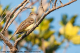 Great Crested Flycatcher<br><i>Myiarchus crinitus</i>