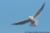 Glaucous-Winged Gull<br><i>Larus glaucescens</i>