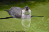 Humboldt Penguin<br><i>Spheniscus humboldti</i>