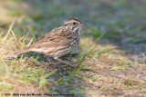 Savannah Sparrow<br><i>Passerculus sandwichensis ssp.</i>