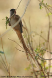 Speckled Mousebird<br><i>Colius striatus cinerascens</i>