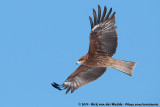 Black-Eared Kite<br><i>Milvus migrans lineatus</i>