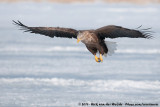 White-Tailed Eagle<br><i>Haliaeetus albicilla albicilla</i>