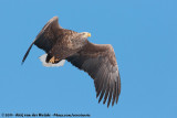 White-Tailed Eagle<br><i>Haliaeetus albicilla albicilla</i>