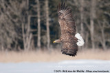 White-Tailed Eagle<br><i>Haliaeetus albicilla albicilla</i>