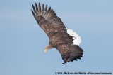 White-Tailed Eagle<br><i>Haliaeetus albicilla albicilla</i>