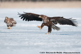 White-Tailed Eagle<br><i>Haliaeetus albicilla albicilla</i>