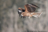 Black-Eared Kite<br><i>Milvus migrans lineatus</i>