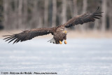 White-Tailed Eagle<br><i>Haliaeetus albicilla albicilla</i>