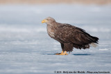 White-Tailed Eagle<br><i>Haliaeetus albicilla albicilla</i>