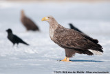 White-Tailed Eagle<br><i>Haliaeetus albicilla albicilla</i>