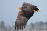 White-Tailed Eagle<br><i>Haliaeetus albicilla albicilla</i>