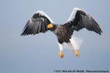 Stellers Sea Eagle<br><i>Haliaeetus pelagicus</i>