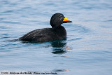 Black Scoter<br><i>Melanitta americana</i>