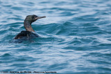 Pelagic Cormorant<br><i>Urile pelagicus pelagicus</i>