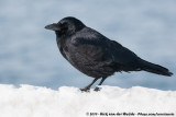 Carrion Crow<br><i>Corvus corone orientalis</i>