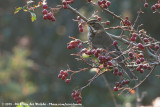 Redwing<br><i>Turdus iliacus iliacus</i>