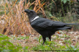 White-Necked Raven<br><i>Corvus albicollis</i>